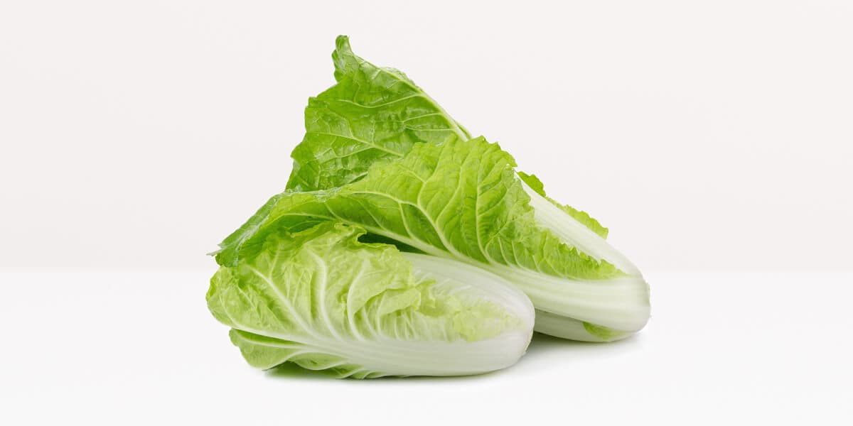 Napa Cabbage