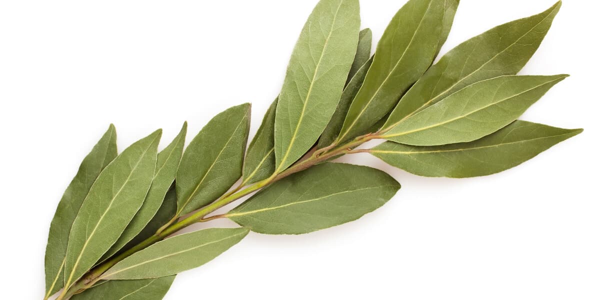 Bay leaves