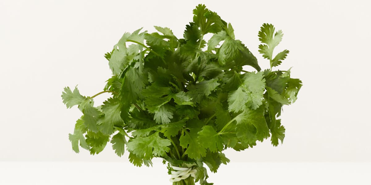 Cilantro