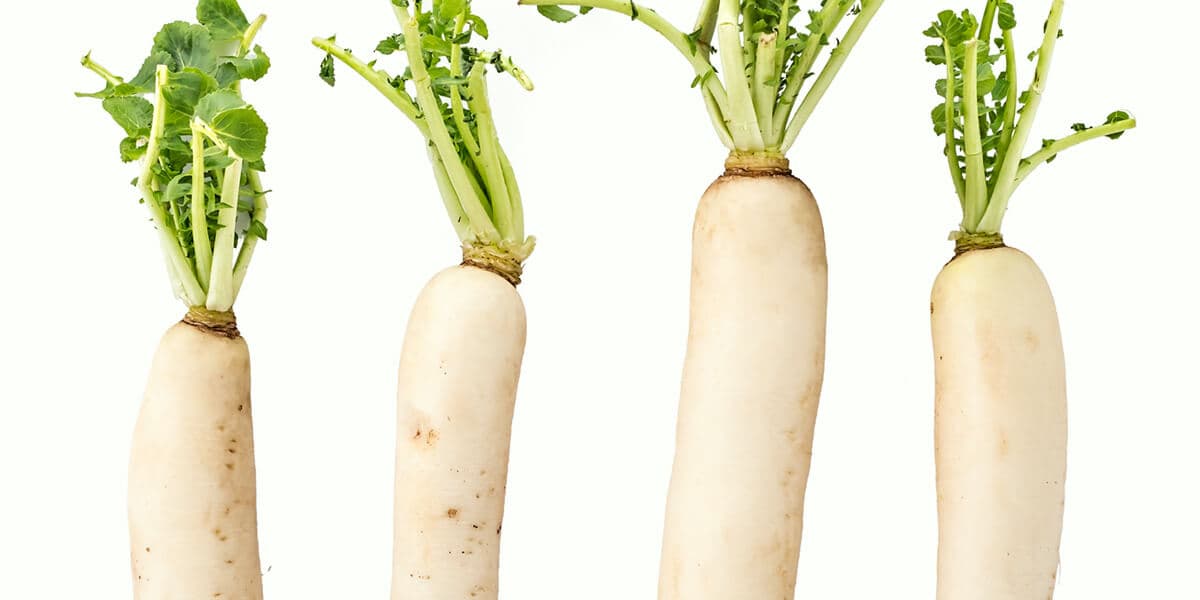 Daikon Radish