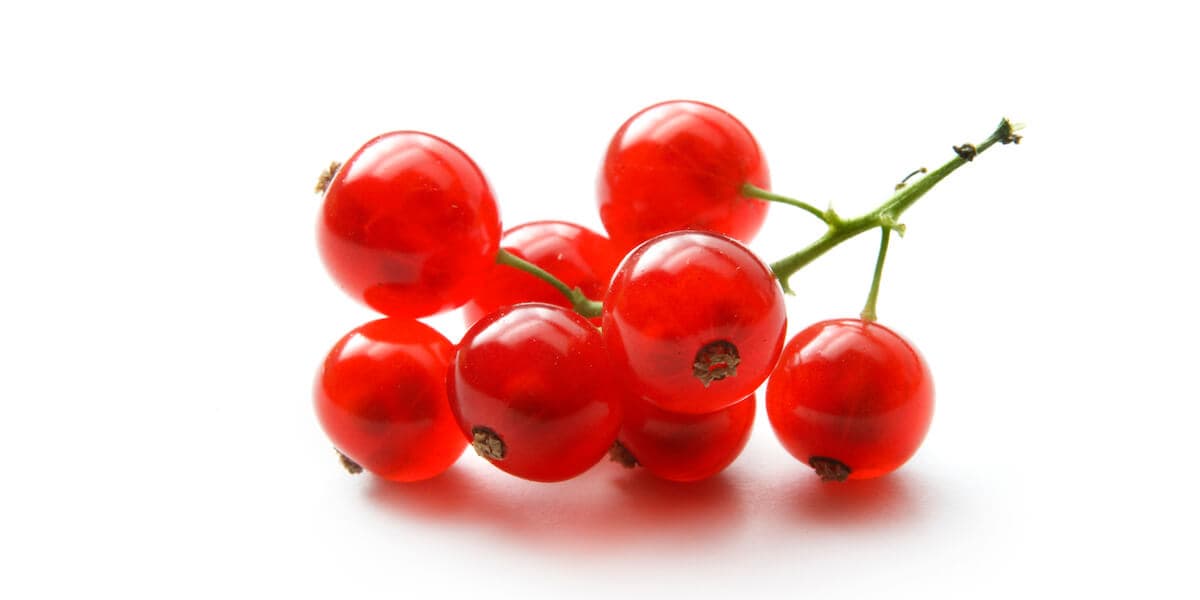 Red Currant